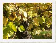 2004-10-24_15-05-57_Octobre_89,0mm_1_50_eme_DiMAGE A2 * 2080 x 1560 * (1.77MB)